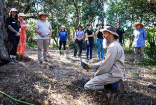 Boambee Headland planting boosts Glossy Black Cockatoo habitat
