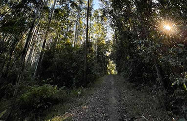 Improved Native Forest Management method divides conservationists