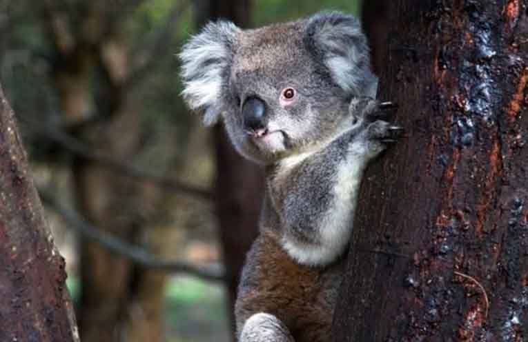 Thirteenth annual koala survey seeks volunteers