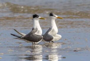 Lethal H5 bird flu detected on Coffs Coast beach