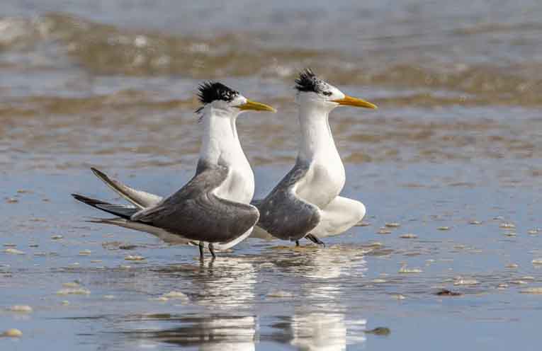 Lethal H5 bird flu detected on Coffs Coast beach
