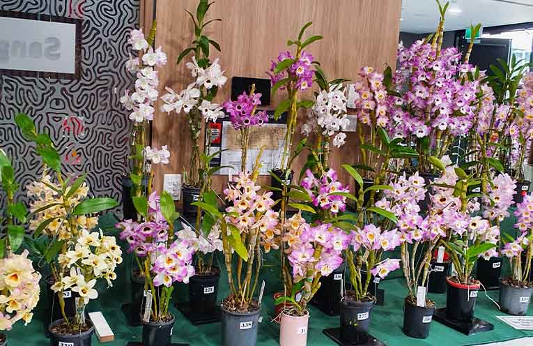 Woolgoolga Orchid show expected to be magnificent
