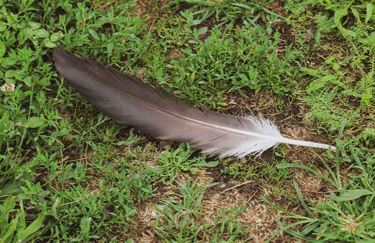 Deadly bird flu detected in Coffs shearwater