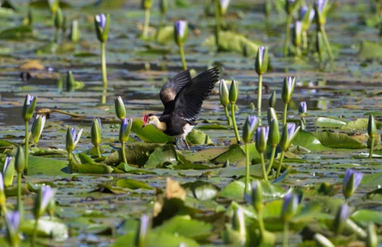 Cattai Wetlands open after extended closure