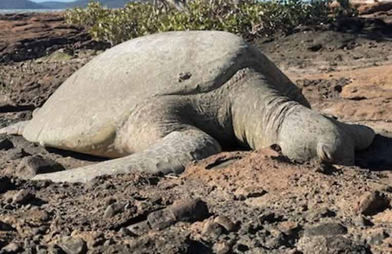 Rescued green turtle Kadabra released back into the sea