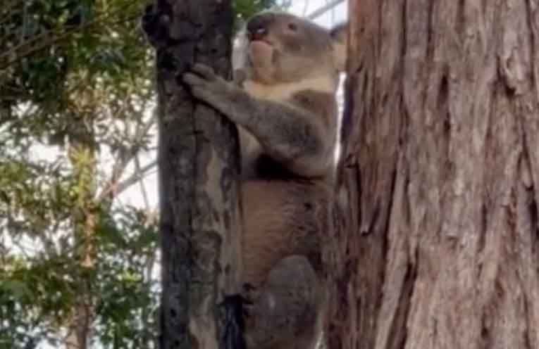 Euthanised koala’s injuries raise concerns