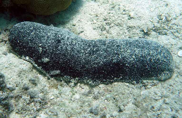 Holothuria whitmaei - the black teatfish - off Lizard Island on the Great Barrier Reef. Photo: S. Purcell.