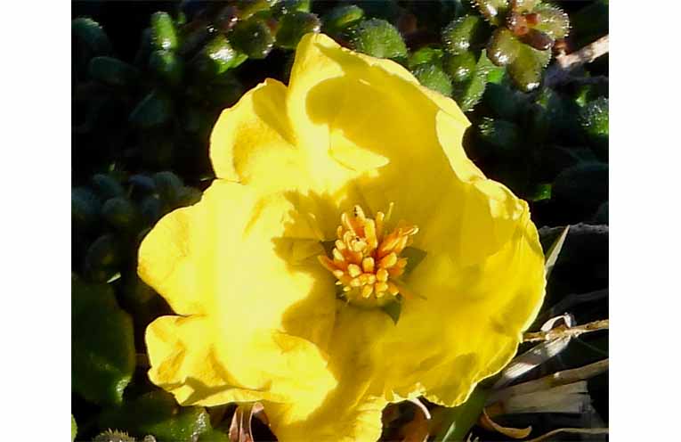 Guinea Flower. Photo supplied.