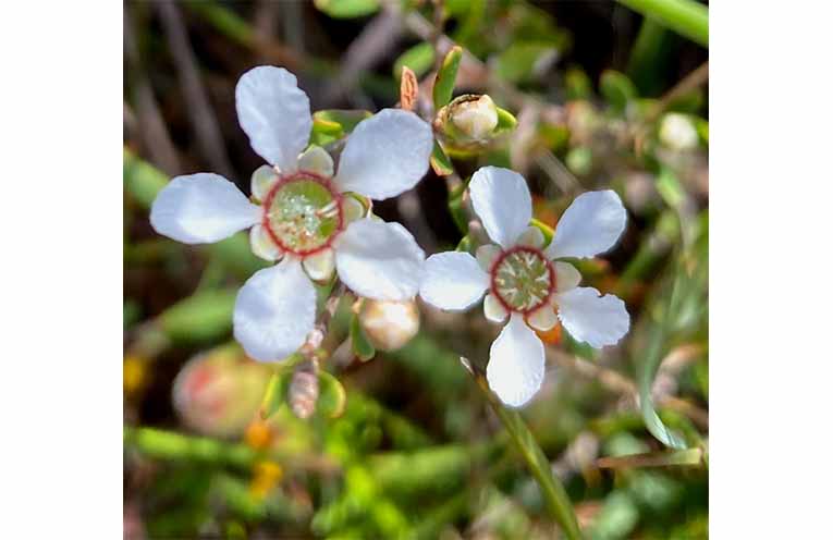 Leptospermum. Photo supplied.