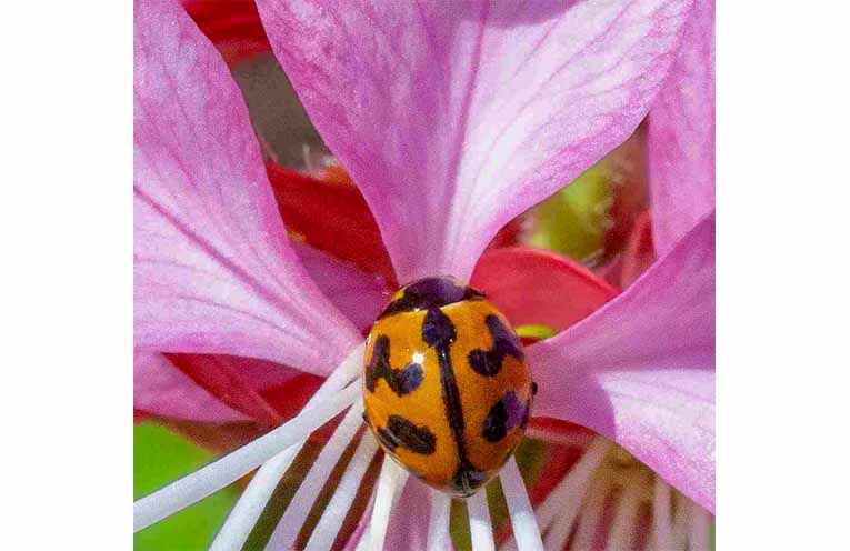 Ladybug. Photo supplied.