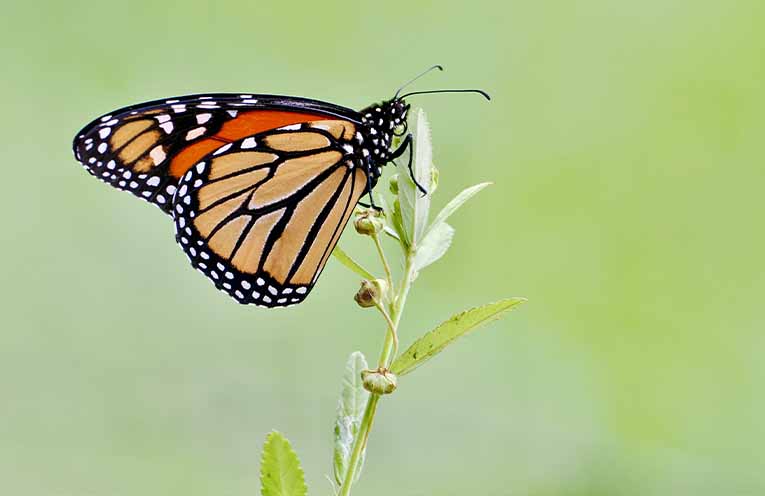 Monarch Butterfly. Photo supplied.