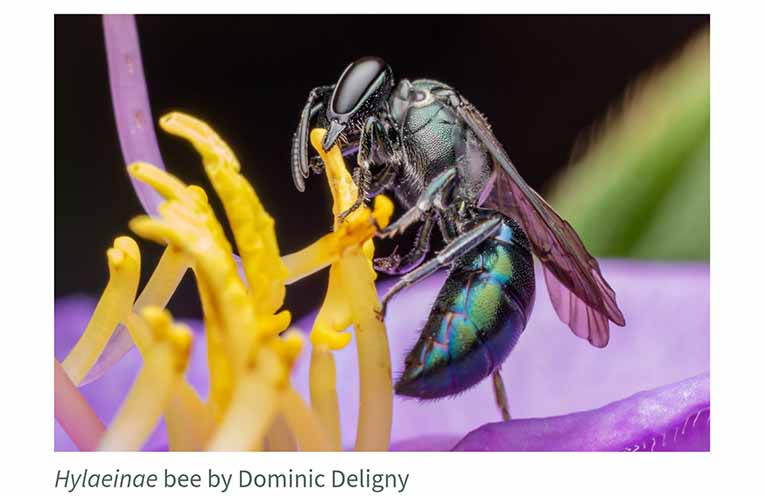 Hylaeinaie bee. Photo: Dominic Deligny.